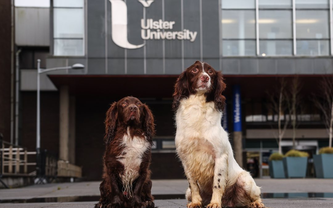 Northern Ireland to begin training veterinary nurses at degree level as course gets underway at Ulster University in Coleraine